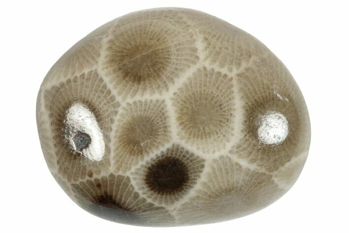 Petoskey Stone Natural selling & Polished